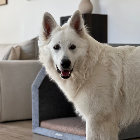 „Pethome Teddy“ Haus mit Beige Matratze